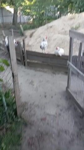 The video shows a flock of chickens in an outdoor enclosure. The enclosure appears to be made of wooden planks and wire fencing. There is a pile of sand or dirt in the background. Several chickens are perched on top of a wooden fence, while others are on the ground. One chicken, a rooster with black and white plumage and a red comb, stands on the fence looking towards the camera. Another chicken, white and fluffy, is also on the fence, appearing to be resting or sitting. A third chicken, a hen with brown and black feathers, walks on the sandy ground in the foreground. The environment is rural, with trees and greenery visible in the background. The lighting suggests it is daytime.