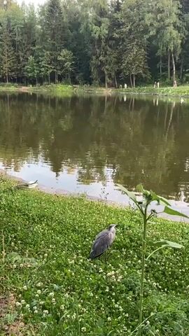 The video shows a serene park scene with a lake in the background and a grassy area in the foreground. A grey heron stands on the grass near the edge of the lake, looking to the right. Two ducks are visible in the water near the shore, one of which is mostly submerged. In the distance across the lake, a line of trees forms a dense forest. Several people are walking along the far bank of the lake. The grass is dotted with small white flowers. A tall plant with large leaves stands in the right foreground.