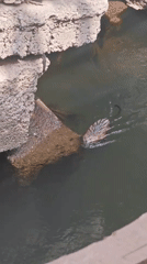 Muskrat navigates murky canal waters near Krasnoyarsk infrastructure