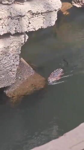 Muskrat navigates murky canal waters near Krasnoyarsk infrastructure