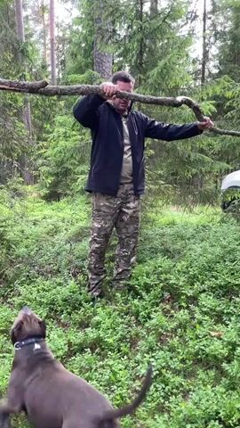 A man in camouflage pants and a dark jacket holds a thick branch horizontally in a forest setting. A dark-colored dog, possibly a pit bull, is actively engaged with the branch, jumping and attempting to bite it. The dog is in motion, with its front paws in the air in some frames. The man appears to be controlling the branch and interacting with the dog. Lush green undergrowth, including bushes and small trees, covers the ground. The background consists of tall trees, suggesting a wooded environment. A white vehicle is partially visible on the right side of the frame in some shots. The scene appears to be an outdoor activity or training session with the dog and the man.