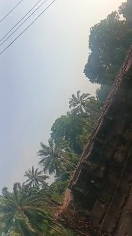 The video presents a low-angle view of a lush, tropical landscape, with palm trees prominently featured against a bright, hazy sky. A portion of a brick wall occupies the bottom right foreground, obscuring part of the scene. Electrical wires run diagonally across the upper left corner. There is a faint indication of smoke in the trees, suggesting burning. An audio track features music and possible vocal sounds.