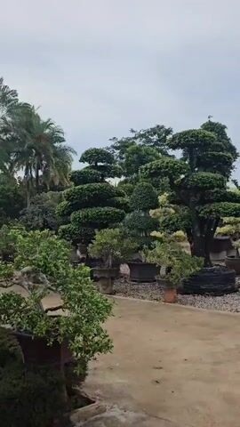 The video pans across an outdoor display of meticulously pruned trees and plants, resembling a nursery or garden center. Several large, sculpted trees with layered foliage dominate the foreground and midground. They are contained in large planters, some of which are wrapped in black material. Smaller potted plants are arranged in rows along a gravel path. In the background, palm trees and other lush greenery are visible under an overcast sky. The camera moves slowly, offering a continuous view of the cultivated flora.