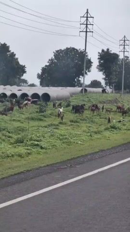 A herd of goats grazes in a grassy field with large concrete pipes in the background. A person rides a motorcycle in the distance. The sky is overcast.
