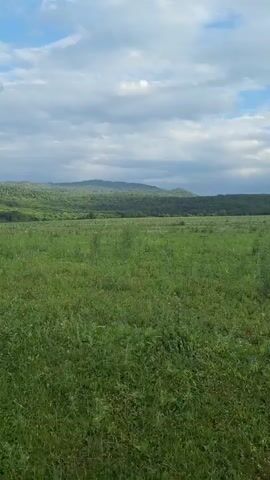This media file captures a scenic, open landscape in Alkhasty, Russia, likely during daytime. The foreground is dominated by a vast, green meadow, lush with various types of grass and dotted with small white wildflowers. The meadow appears somewhat wild and untamed, suggesting it might be a natural grassland or pasture.

In the midground and background, rolling hills covered in dense green foliage rise gently. These hills create a layered, undulating horizon that stretches across the frame. The distant view is partially obscured by a hazy atmosphere, which softens the outlines of the farthest hills.

The sky above is a dynamic mix of blue and grey. Patches of bright blue peek through as the sun attempts to break through a canopy of large, fluffy clouds. The cloud formations suggest a changeable weather pattern, possibly a mix of sun and impending rain. The lighting is soft and diffused, indicating it could be morning or late afternoon.

There are no people or specific objects visible in the frame that would indicate a particular activity or event. The scene conveys a sense of tranquility and natural beauty, evoking feelings of peace and openness. The vastness of the landscape and the gentle curves of the hills contribute to a serene and expansive atmosphere. The location is identified as Alkhasty, Russia, a region known for its natural landscapes. No text is visible in the media file.