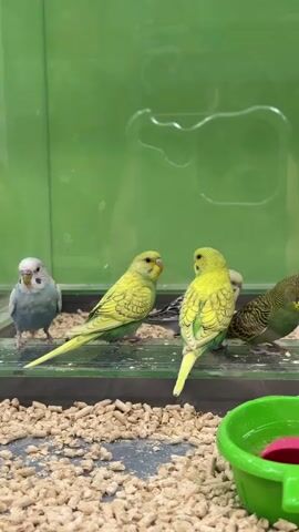The video shows a group of budgies in a glass enclosure. Four of the birds are on the bottom, near a green food dish. One bird is light blue, two are yellow-green, and the other is green with dark stripes. The video then moves up to show a perch hanging from the top of the enclosure by chains. Three more budgies, primarily light blue and yellow, are resting on the perch. The background is a solid green color. The floor of the enclosure is covered in brown wood shavings.