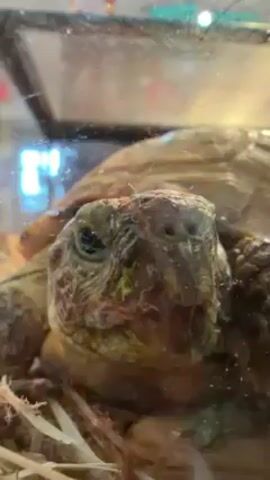 The video shows a close-up of a tortoise in a glass enclosure. The tortoise is facing the camera, revealing its wrinkled face, small eyes, and partially open mouth. Bits of green matter, possibly food, are stuck around its mouth. It's sitting on a bed of straw-like material. The enclosure is somewhat reflective, showing indistinct shapes of objects and lights in the background.