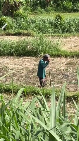 A person wearing a green shirt and brown pants walks through a field holding a stick. The field appears to be a rice paddy with dry grass and some green foliage. The person is walking away from the camera. The background shows more greenery and trees.