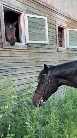 The video shows two horses and a wooden building. One horse is visible from the head and neck, looking out of an open window on the left side of the building. This horse is brown. The building has horizontal wooden siding and several open windows. A second, dark brown or black horse is in the foreground, with its head down, grazing on grass. This horse is wearing a bridle and a lead rope is visible. The building appears to be a stable or barn. The setting is outdoors, with green vegetation and tall grass surrounding the building. The overall lighting suggests daytime.