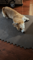 Corgi owner documents pet's daily activities in Borzya, Russia