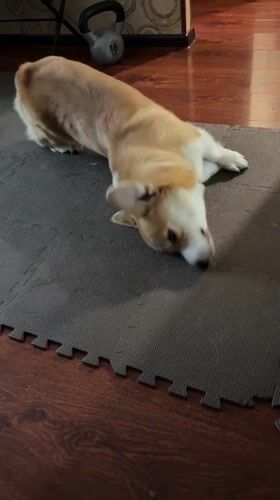 Corgi owner documents pet's daily activities in Borzya, Russia