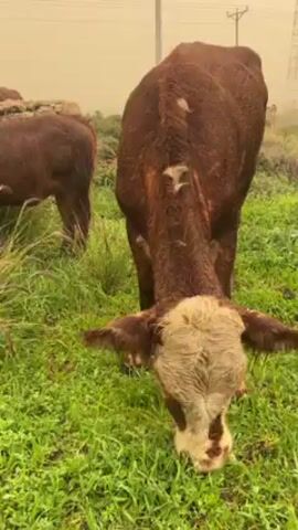 The video shows several brown cattle grazing on green grass. The cattle have some white markings on their faces. The sky is obscured by a haze, and power lines can be seen in the distance.
