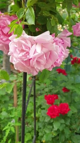 A close-up vertical video shows clusters of light pink roses in the foreground, with green leaves and a black metal fence visible. In the background, out of focus, are several bright red roses and more green foliage. The lighting suggests it is daytime, and the setting appears to be an outdoor garden. The video is static, with no movement or people depicted.