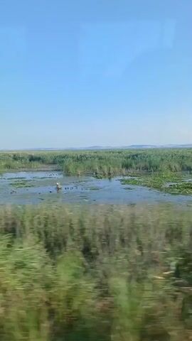 The video shows a serene natural landscape, likely a wetland or marsh area, viewed from a moving vehicle, possibly a train or car. The dominant subjects are the vast expanse of water dotted with lily pads and reeds, stretching towards a horizon of distant, hazy hills. Tall green and brown reeds line the edges of the water, and in the foreground, blurred green foliage suggests passing vegetation.

The activity is simply the passage through this landscape. There are no discernible people or man-made objects apart from the implied vehicle. The scene is tranquil, characterized by the open sky, a clear blue with no visible clouds, indicating fair weather and likely daytime, probably late morning or early afternoon given the brightness. The motion blur of the foreground foliage reinforces the sense of travel.

Notable details include a single white bird, possibly a heron or egret, standing in the shallow water, and several smaller dark shapes that could be other birds or aquatic animals on the water's surface. The location context provided is Novosil's'ke, Ukraine, which aligns with the appearance of a temperate wetland environment. No text is visible in the video. The overall emotion evoked is one of peaceful observation and appreciation of nature's beauty.