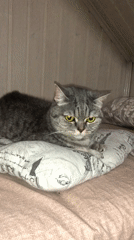 Grey tabby fully relaxed at a Russian dacha, late evening