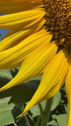 A close-up shot of a sunflower reveals its vibrant yellow petals and intricate center. The camera then pans out, showing a field of sunflowers stretching towards a clear blue sky. Several sunflowers are visible, with some in full bloom and others still developing. The video captures the natural beauty of a sunflower field on a sunny day.