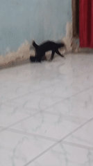 Black cat plays and lounges around a tiled room in Kalang