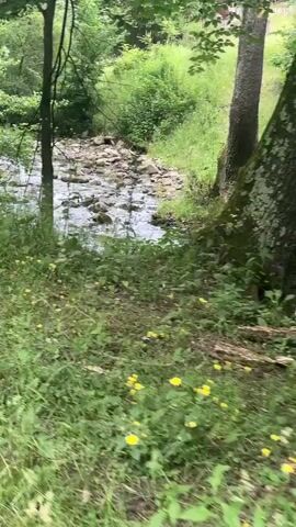 A nature scene with a focus on a small stream flowing through a lush, green environment. The stream bed is rocky, and the water appears clear and slightly turbulent as it flows over the stones. Tall trees with dense green foliage create a canopy overhead, dappling the scene with shade and light. The foreground is filled with a profusion of green grass and small wildflowers, primarily yellow, with a few purple blossoms interspersed. The overall impression is one of a peaceful, natural setting, likely in a rural or forested area. The time of day appears to be daytime, given the lighting, and the weather seems pleasant, allowing for vibrant greenery. The location is identified as Kalofer, Bulgaria, suggesting a Balkan landscape. There are no people or man-made objects prominently visible, emphasizing the natural aspect of the scene. The camera movement is gentle, panning slightly across the landscape, creating a sense of immersion.