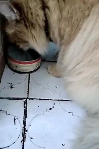 A fluffy, light brown cat with its head lowered into a shallow, round dish is eating. The cat's body is largely in focus, with its back and side visible. The dish appears to be metal with a red and yellow band around its rim. The cat is on a tiled floor, with the tiles appearing to be white and square, some with a slight pattern. The background is out of focus and shows a muted blue and brown wall or structure. The lighting is dim.
