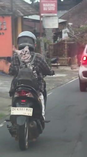 Motorcyclist in plaid shirt observed on Baturiti road