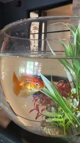 The video shows a goldfish swimming in a clear, round fishbowl. The fishbowl contains artificial green plants, red decorations, and small white rocks at the bottom. Bubbles are visible in the water. The fish is bright orange with a prominent tail fin and appears healthy. In the background, there are reflections of a room, possibly indicating a window or another light source. A dark object, likely a book with visible text, is positioned in front of the fishbowl.