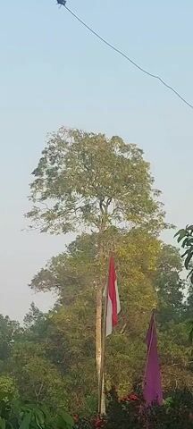 The video shows a tall tree with a flag on a flagpole in front of it. The flag is red and white, likely representing Indonesia. There are other trees and foliage in the background, and a netting is visible in the upper part of the frame. The sky is clear and pale.