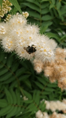 Bees working through summer blooms in a Shcherbinka garden