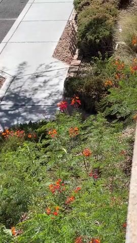 A high-angle, panning shot reveals a landscape scene with a sidewalk, gravel, and lush green plants with small orange flowers. The sidewalk is to the upper left, and the gravel is prominent in the foreground and to the upper right. Several plants with fern-like green leaves and clusters of bright orange flowers are spread throughout the scene. In the center of the frame, a dark gray, rectangular metal post rises from a concrete base surrounded by gravel. The post casts a shadow on the concrete base and the surrounding gravel. A patch of tall, dry, grass-like plants with brown seed heads is visible in the lower right and center of the frame. The sunlight creates dappled shadows on the ground, suggesting an outdoor environment. No people are visible.