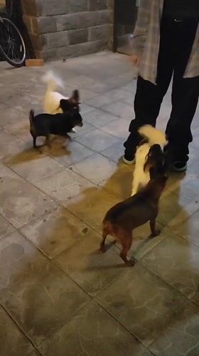 Small dogs out in Shchyolkovo on a summer evening