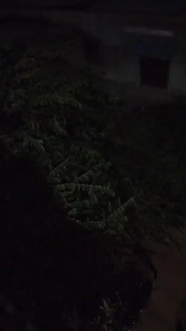 A shadowy video shows a dense green bush or tree at night. In the background, a dimly lit building with a red door is visible. The leaves of the bush are slightly blurred, suggesting they might be moving due to wind or slight camera movement. The overall scene is dark and grainy, consistent with low-light recording.