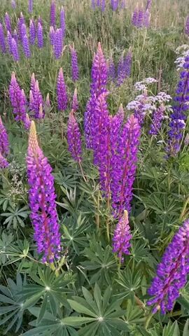 The video shows a field of purple lupine flowers. The flowers are in various stages of bloom, with some fully open and others still in bud. The field is dense with flowers, and there are also some white wildflowers interspersed among the lupines. The background is blurred, but it appears to be a natural landscape with trees and sky. The camera pans slowly across the field, giving a sense of the vastness of the flower-filled area. The lighting suggests it is either early morning or late afternoon, with a soft, diffused light. There are no people or animals visible in the video. The overall impression is one of natural beauty and tranquility.