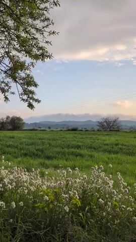 The video presents a verdant field under a partly cloudy sky. Lush green grass dominates the foreground, dotted with small white wildflowers. In the distance, a silhouette of rolling hills is visible, partially obscured by mist or low-hanging clouds, creating a sense of depth. Barely visible mountain peaks emerge from the mist, hinting at a higher elevation beyond. Power lines cut across the sky, running horizontally near the top of the frame. A tree branch with green leaves extends into the frame from the left side, adding a touch of nature to the composition. The lighting suggests either early morning or late afternoon. The overall scene is serene and pastoral.