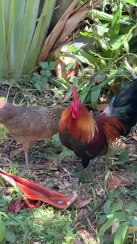 The video shows a rooster and a hen foraging in a tropical setting. The rooster is vibrantly colored, with red and golden plumage on its neck and upper body, transitioning to black towards its lower body and tail, which has hints of blue. It has a bright red comb and wattle. The hen is smaller and has more muted brown speckled plumage, offering camouflage. They are both walking around a ground covered with grass, fallen leaves, and various plants. There is a large, broad-leafed plant behind them. A large red flower bud or bract lies on the ground in the foreground. The lighting indicates it is daytime, with dappled sunlight filtering through the foliage.