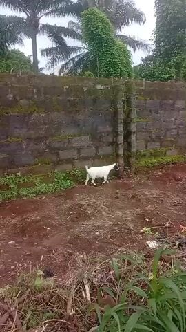 A white goat with black markings on its head walks across a dirt area next to a moss-covered brick wall. Lush green foliage and palm trees are visible behind the wall. The ground is covered with loose soil and some debris, including a black trash bag. The lighting suggests an overcast day.