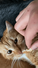 Person plays with cats in Bulgarian home