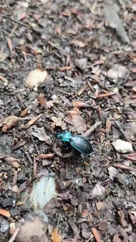 A black beetle with iridescent blue-green markings on its head and thorax is seen walking on the ground. The ground is covered in dark soil, small twigs, and dried leaves. The beetle's antennae are visible and appear to be twitching. The camera is positioned close to the ground, providing a detailed view of the insect and its surroundings. The lighting is natural, suggesting an outdoor environment. The video is short, capturing a few seconds of the beetle's movement.