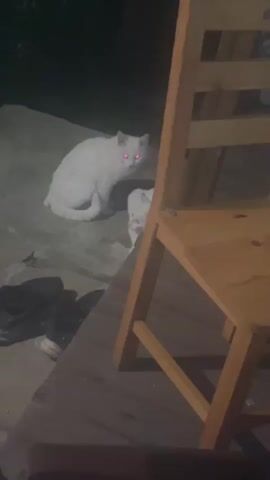 Two white cats are visible in a dimly lit, outdoor setting. The cat in the foreground is partially obscured by a wooden chair on the right side of the frame. The cat in the background is more clearly visible, sitting on a concrete surface. Both cats have reflective eyes, appearing pink or red due to the lighting. Some dark objects, possibly shoes, are on the ground in the lower-left corner. The wooden chair is the most prominent object in the foreground, with its legs and part of its seat visible. The background is dark and out of focus.