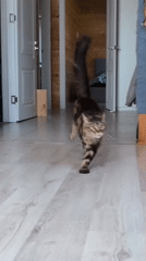 Three cats — Siamese up front — chillin' in a hallway
