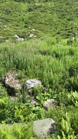 The video shows a lush green mountain meadow dotted with rocks and wildflowers. The foreground features large boulders surrounded by ferns and other green plants. In the midground, tall, thin green stalks with small purple flowers form a dense patch. The background is a gently sloping hillside covered in green grass and scattered rocks. The overall impression is one of natural beauty and tranquility. The camera appears to be held steady, offering a static view of the landscape. There are no people or animals visible in the footage. The lighting suggests a bright, sunny day.