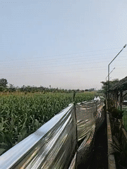 Potted plants and cornfields at a rural Indonesia park spot