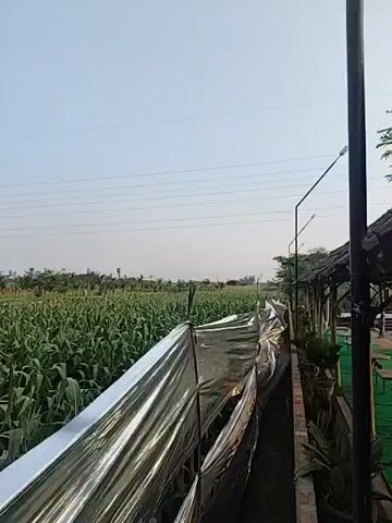 The video shows a perspective of someone walking alongside a cornfield. On the left is a vast expanse of tall green corn stalks. On the right, a silver, reflective barrier is visible, possibly a fence or a temporary structure. Beyond the barrier, there is a walkway or path, and further to the right, the edge of a building with a dark roof and some potted plants can be seen. Power lines stretch across the clear sky. The camera movement suggests a slow walk, offering a consistent view of the cornfield and the adjacent structures.
