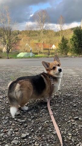 A medium shot of a brown and black Corgi dog standing on a gravel ground. It is wearing a collar and a light pink leash. The dog is looking up and slightly to the right. The background features a road, bare trees, a small village with houses, and a hill. The sky is cloudy, with some patches of blue. The dog appears to be waiting. The person recording can be heard speaking.