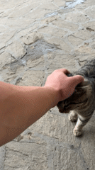 Person pets friendly tabby cat on paved surface in Burgas