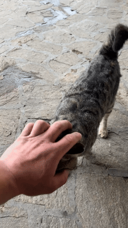 Person pets friendly tabby cat on paved surface in Burgas