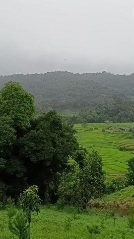 A panning drone shot reveals a lush green terraced rice paddy field nestled in a valley surrounded by dense, rolling hills. Several houses are scattered across the landscape, some near the rice fields and others further up the slopes. The sky is overcast, suggesting a cloudy or rainy day. The foreground features a steep, grassy slope with scattered vegetation. The camera moves slowly from left to right, offering a panoramic view of the rural, mountainous terrain.