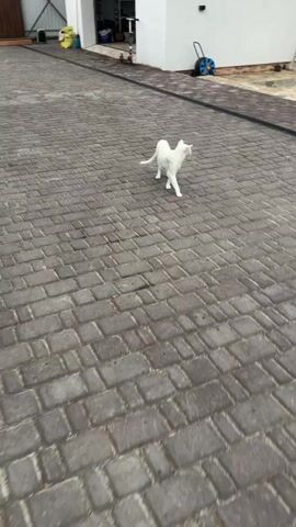 A white cat walks across a paved driveway. The cat is thin with large ears and a long tail. The cat is walking away from the camera. The driveway is made of gray pavers. In the background, there is a white building and a metal structure. There are also some tools and equipment visible. The sky is overcast.