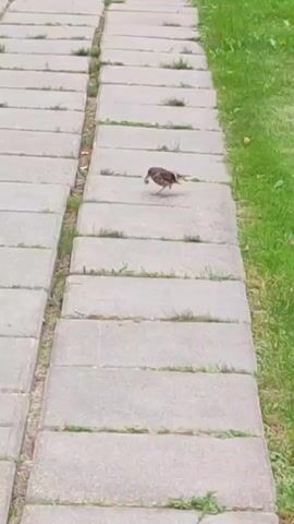 A small bird stands on a concrete pathway. The pathway is made of rectangular concrete slabs laid side-by-side. Green grass grows between the slabs and along the side of the pathway. The bird is brown and appears to be hopping. The video is filmed from a slightly elevated angle looking down at the bird and the pathway.