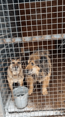 Dog shelter in Perm experiences morning snowfall