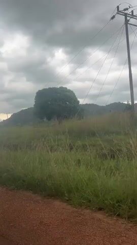 The video shows a view from a moving vehicle traveling on a dirt road. The scene is a rural landscape with tall green grass in the foreground. In the middle ground, there is a large, round, leafy green tree situated in a grassy field. Behind the tree, a hilly area is visible, covered with rocks and vegetation. A stack of rectangular objects, possibly cinder blocks, is present to the left of the tree in the distance. Overhead, several power lines stretch across the frame against a cloudy, overcast sky. The camera is positioned low, likely at the level of a car window. The movement of the vehicle causes the scenery to shift as it passes.