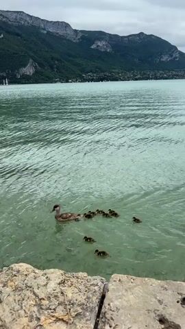 A mother duck and her ducklings swim in clear turquoise water near a rocky shore. In the background, a large mountain range covered in green trees rises under a cloudy sky. Several boats are visible on the water in the distance, and a town or city is nestled at the foot of the mountains. The camera is positioned low, looking out over the water from the rocky shore.